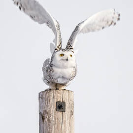 Arctic Angel by James Overesch