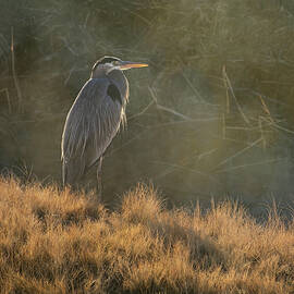Ardea Herodias by Mary Lee Dereske