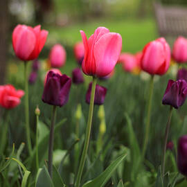 Arise by Jessica Jenney