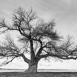 Arms Wide Open in Black and White by David Fountain