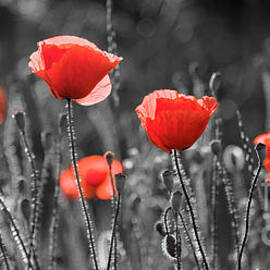 Artistic image of red poppies in field. by Jelena Jovanovic