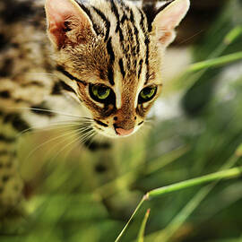 Asian Leopard Cub 2 by Laura Fasulo