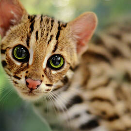 Asian Leopard Cub by Laura Fasulo