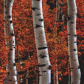 Aspen Fire - Vertical by Abbie Matthews