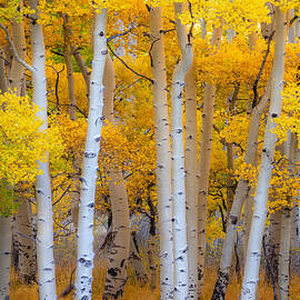 Aspen Gold by Ryan Smith