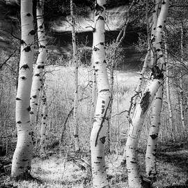 Aspen Grove Bathed in Invisible Light by Mike Lee