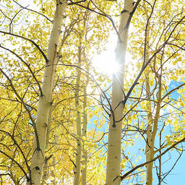 Aspen Light by Matt Halvorson