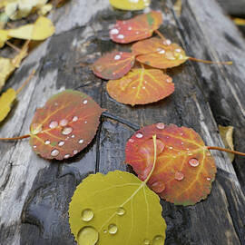 Aspen raindrops