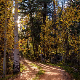 Aspen Road by Matt Halvorson