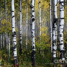 Aspen Trees in Autumn Forest by Thomas Nay