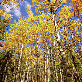 Aspens Ablaze by Richard DeYoung