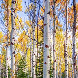 Aspens in Autumn by Richard DeYoung