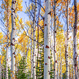 Aspens in Autumn - signed by Richard DeYoung