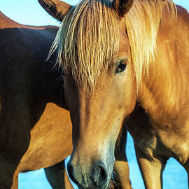 Assateague Island, ponies by Louis Dallara