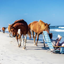 Assateague Island - ponies on beach by Louis Dallara