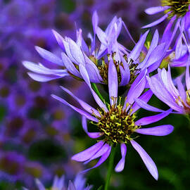 Aster Waltz Mixer by Gina Harrison