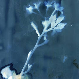 Aster Wildflower by Elizabeth Reich