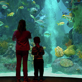 At the Aquarium by Mary Lee Dereske