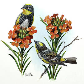 Audubon Warbler and Scarlet Globemallow  by Don Balke