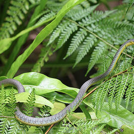 Australia Queensland Common Tree Snake by Richard Reeve