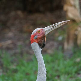 Australian Crane - Brolga by Richard Reeve