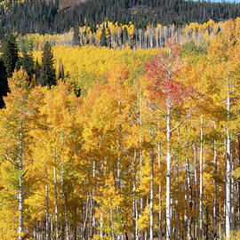 Autumn Aspen and Mountain Peak Portrait by Cascade Colors