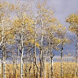 Autumn Aspen by Richard DeYoung