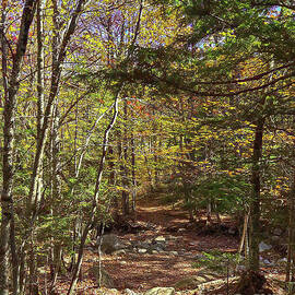 Autumn at Beecher Creek Trail by Ron Long Ltd Photography