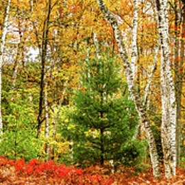 Autumn Birch Panorama by Richard DeYoung