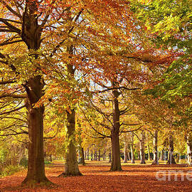 Autumn Colours, University Park, Nottingham by Neale And Judith Clark