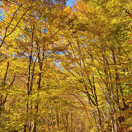 Autumn colours, Vermont back country road, New England, USA by Neale And Judith Clark