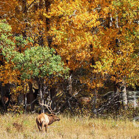 Autumn Elk in a Forest by Shirley Dutchkowski
