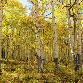 Autumn Golden Aspen Splendor 2 by Ron Long Ltd Photography