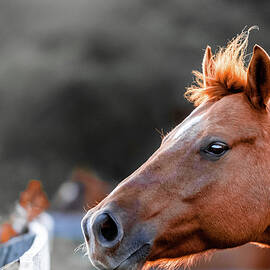 Autumn Horses of Uxbridge by DEE POTTER
