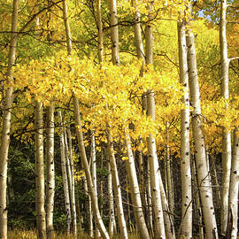 Autumn in New Mexico by Rebecca Herranen