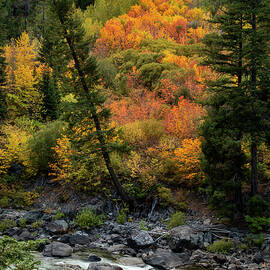 Autumn in the Tumwater Canyon by Mary Jo Allen