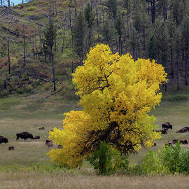 Autumn Landscape by Cindy Robinson