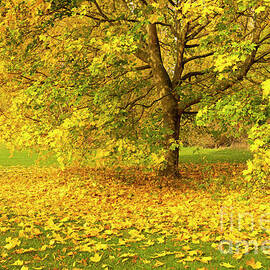 Autumn leaves and trees with autumn colours, Toton, Nottinghamshire, England, UK by Neale And Judith Clark