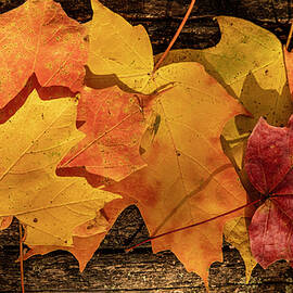 Autumn Leaves Forest Floor by Dan Sproul