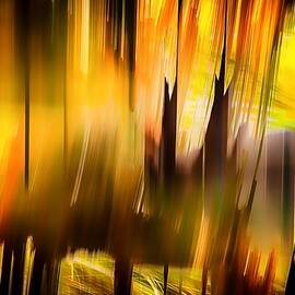 Autumn Light by Ursula Abresch