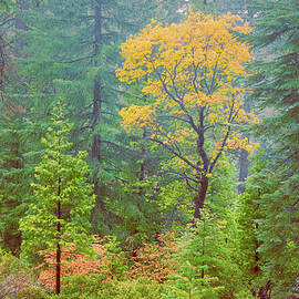Autumn Oak in the PInes by Mike Lee