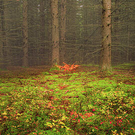 Autumn on the Forest Floor by Richard DeYoung