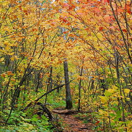 Autumn on the Superior Hiking Trail by Cascade Colors