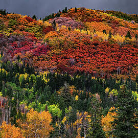 Autumn on the Wasatch Back, Utah by Abbie Warnock