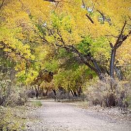 Autumn path by Mary Lee Dereske
