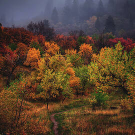 Autumn Pathway by Abbie Matthews