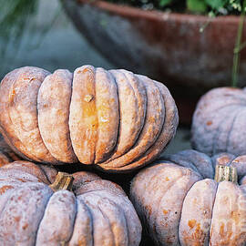 Autumn pumpkin Gathering  by Abigail Diane Photography