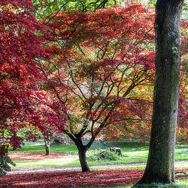 Autumn Reds #1 by Shirley Mitchell