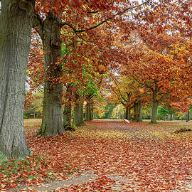 Autumn Row by Shirley Mitchell