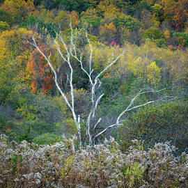 Autumn Skeleton Tree by Dave King